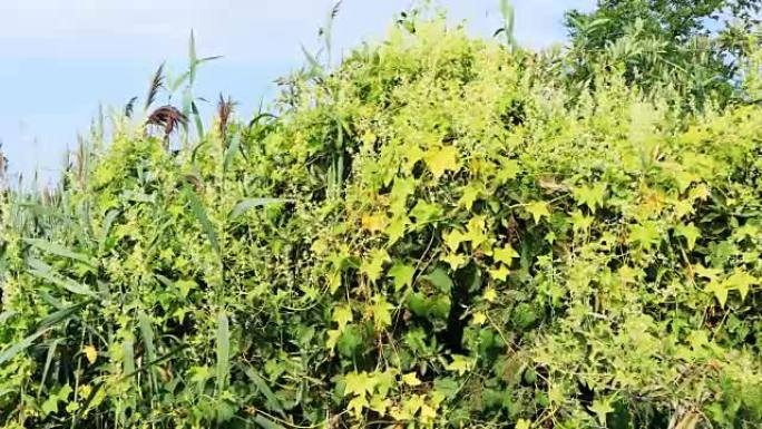 日本虎杖，日本Fallopia japonica，一种非常入侵的物种4K