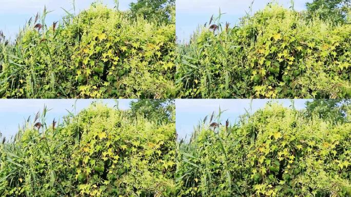 日本虎杖，日本Fallopia japonica，一种非常入侵的物种4K