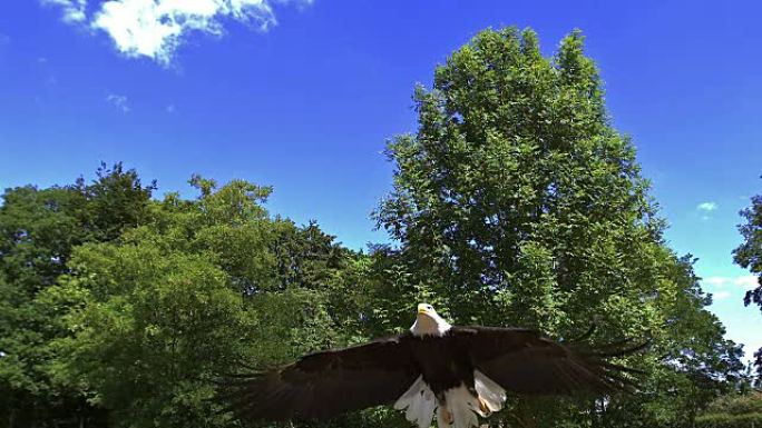 白头海雕，haliaeetus leucocephalus，成年飞行，慢动作