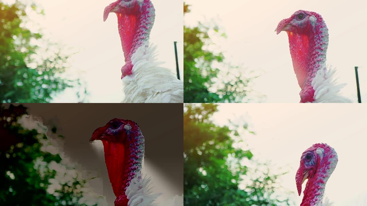 白火鸡发声，火鸡发声，鸟鸣。活美丽的火鸡，头部特写。土耳其度假