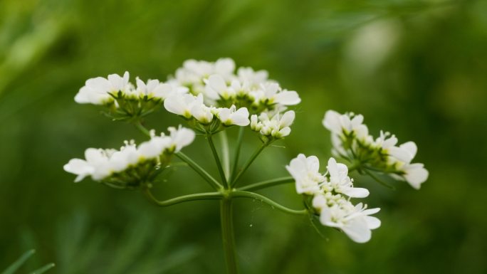 农村菜园芫荽香菜白花朵卉实拍空镜