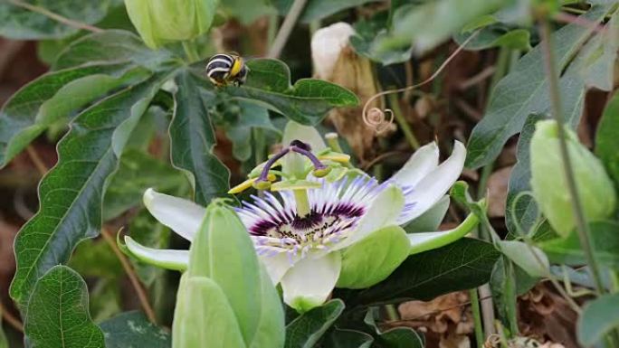 西番莲花序和羊毛菊，白带挖掘机蜜蜂