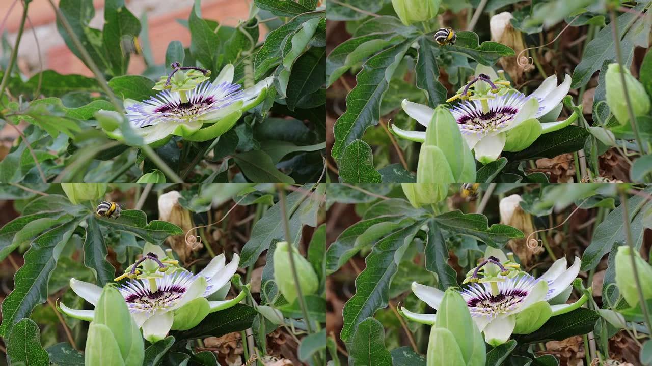 西番莲花序和羊毛菊，白带挖掘机蜜蜂