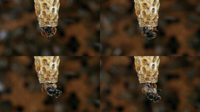 欧洲蜜蜂，蜜蜂，女王的出现，诺曼底的蜂巢，实时4K