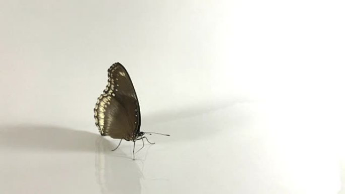 棕色蝴蝶用长鼻吸吮白色背景上的液体