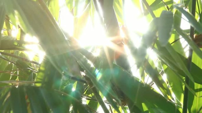 泰国清迈带阳光的竹叶