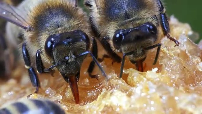 欧洲蜜蜂，蜜蜂，黑蜜蜂舔蜂蜜，诺曼底蜂巢，实时4K