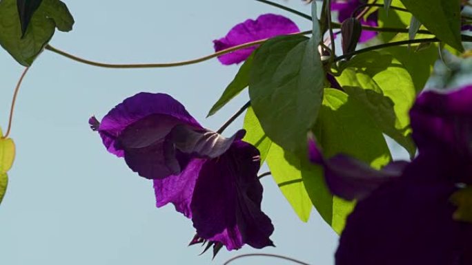 花园里新鲜的紫色铃铛花