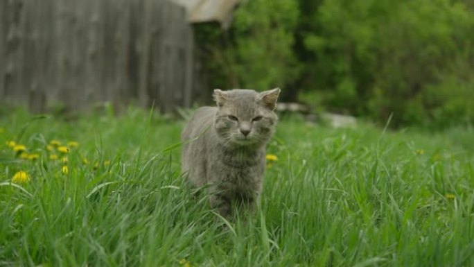 灰色老猫走在草丛中