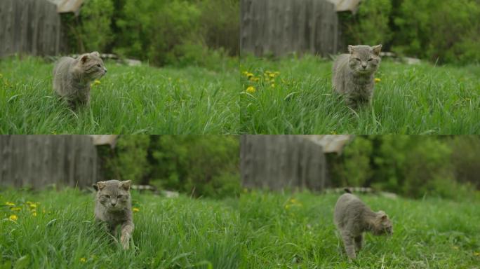 灰色老猫走在草丛中
