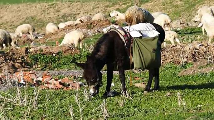 放牧的羊和驴，放牧的黑驴