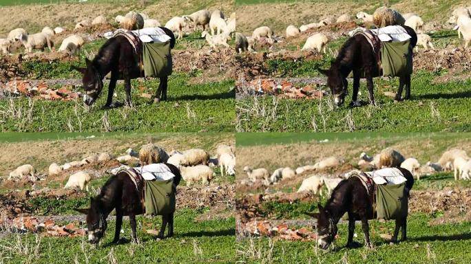 放牧的羊和驴，放牧的黑驴