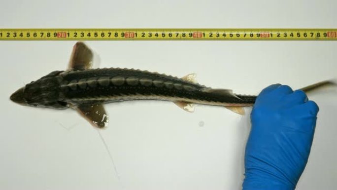 专家看到了st鱼科幼鱼的大小