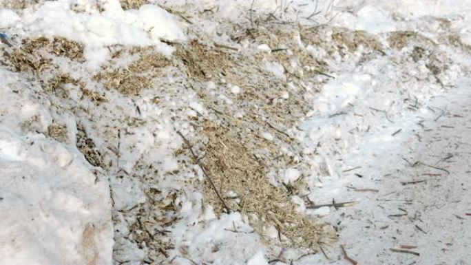 雪中锯木的木屑和树枝特写。
