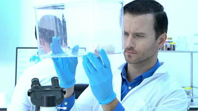 科学家男性在实验室观察行为实验动物。大鼠在实验室中使用。科学、测试开发和实验室行业的概念。