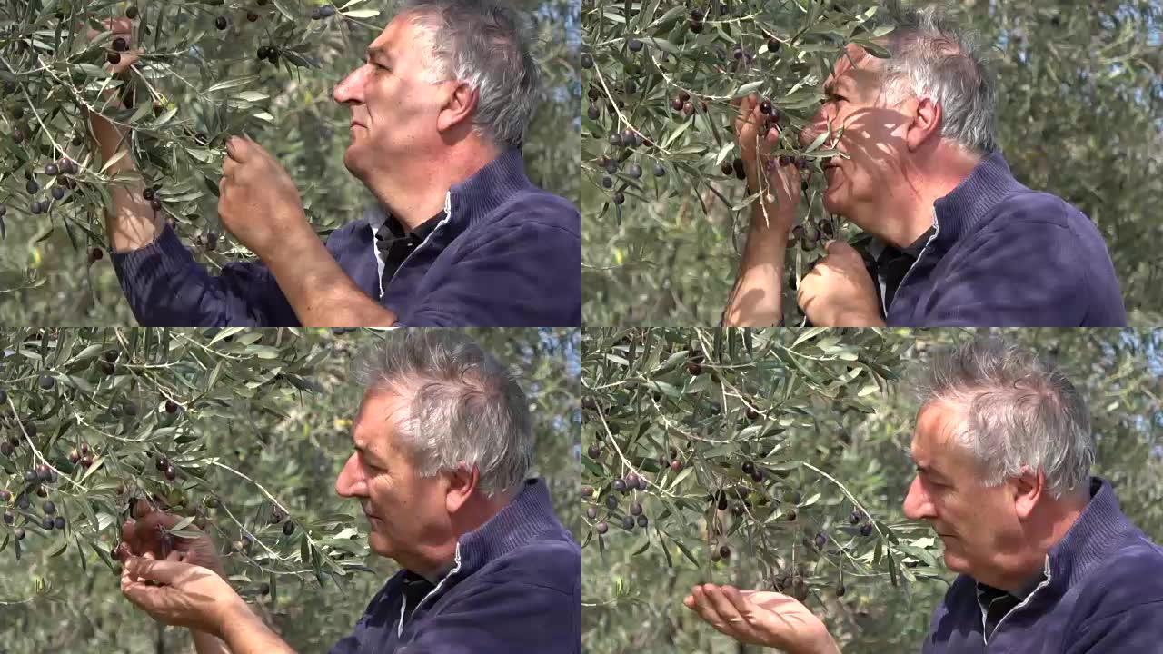 农民检查有机橄榄收获并检查果园质量