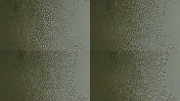 显微镜下的芽殖酵母细胞。