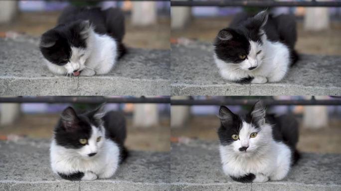 一只黄色眼睛的迷人黑白小猫的特写镜头，它坐在石头上，打哈欠，看着相机。
