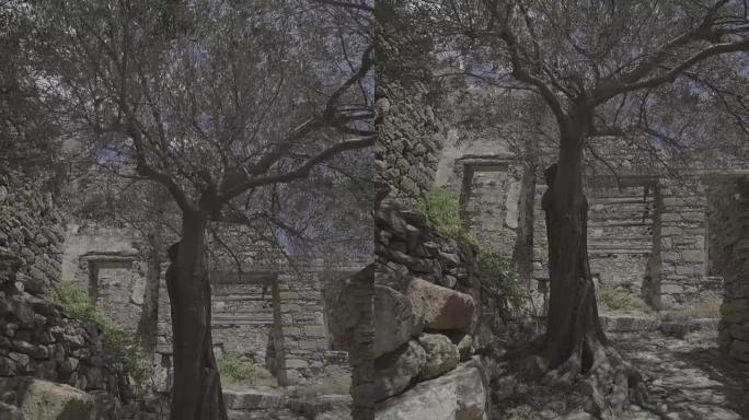 孤独的废弃橄榄树生长在希腊岛的古老废墟中