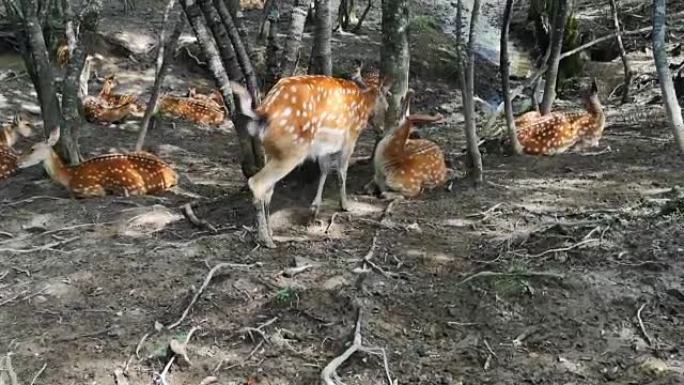 鹿图案可爱的野鹿