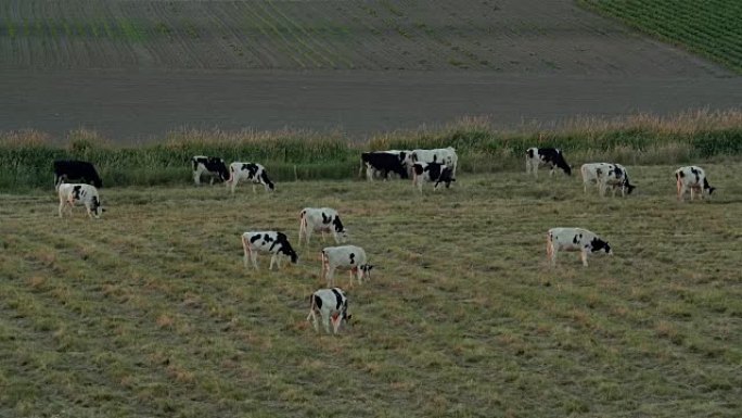 日落时分，草饲奶牛放牧农场