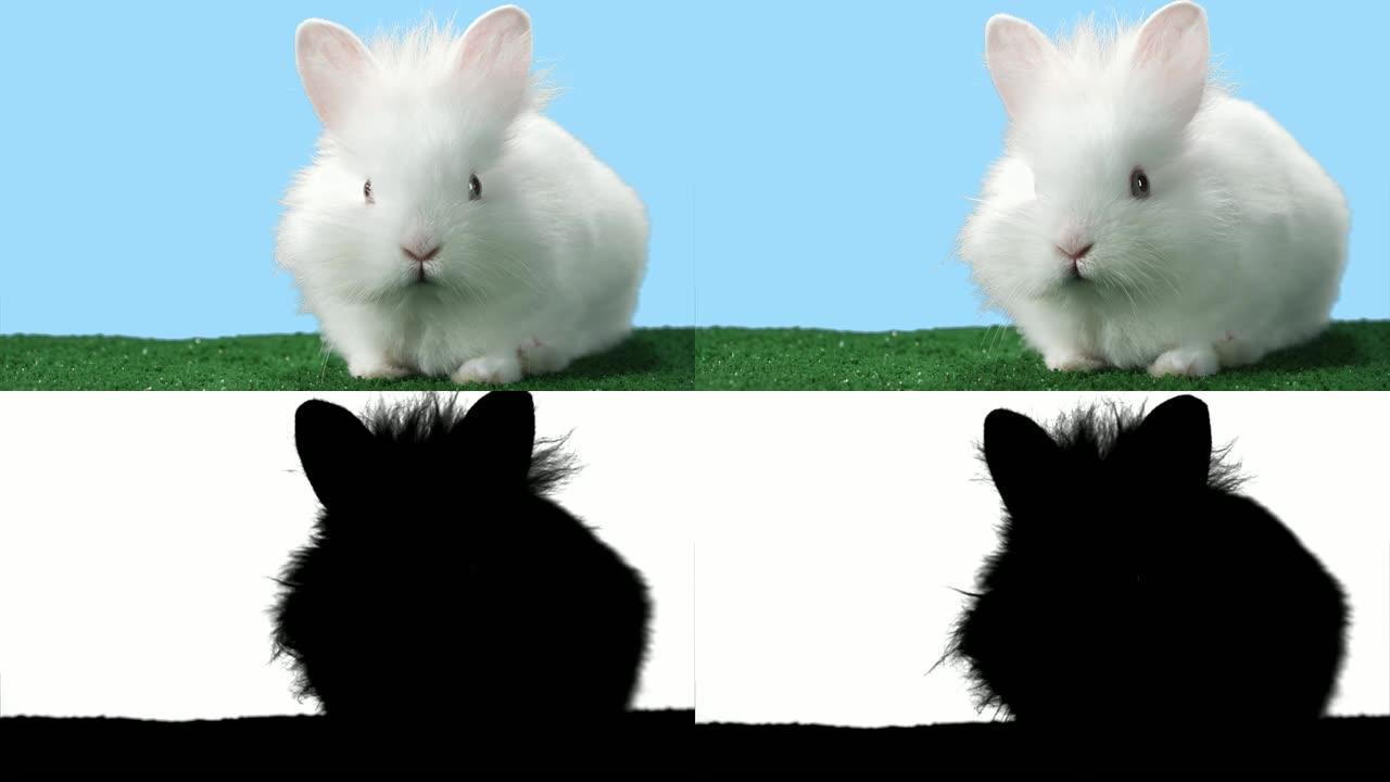 绿色地毯上的兔子好奇地抬头看着相机