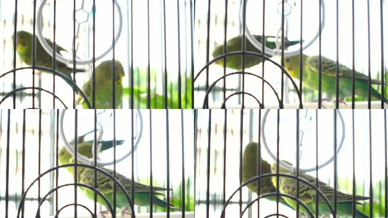 虎皮鹦鹉在鸟笼中玩耍