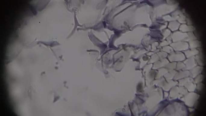 茎旁组织c.S.在光学显微镜下