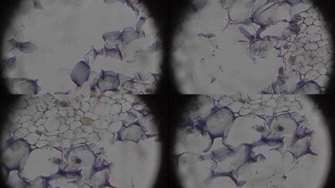 茎旁组织c.S.在光学显微镜下