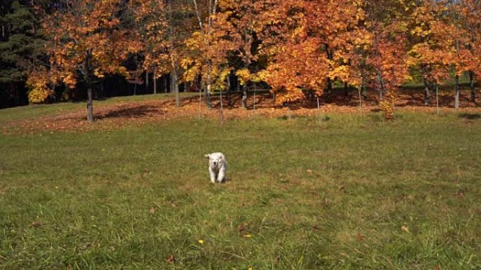 金毛寻回犬以慢动作在秋季公园的草地上奔跑