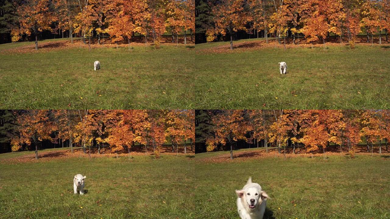 金毛寻回犬以慢动作在秋季公园的草地上奔跑