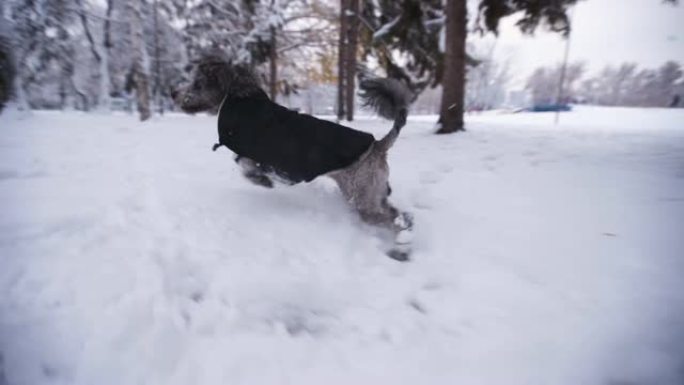 黑色贵宾犬在雪地里奔跑