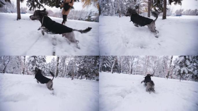 黑色贵宾犬在雪地里奔跑