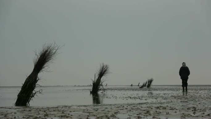 北海库克斯文瓦登海的泥滩徒步旅行