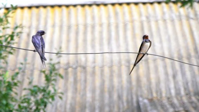 两只燕子并排坐在一根电线上。鸟儿们正在为狩猎做准备。一只燕子飞走了