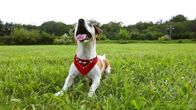 穿着红色方巾的活跃时尚疯狗在草地上玩耍。跑步和跳舞非常快。录像。
