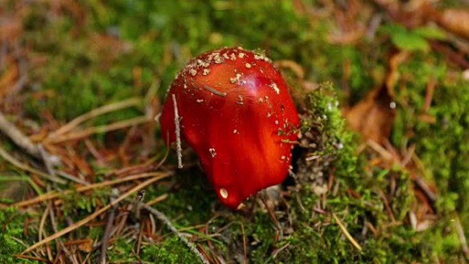 年轻的红色毒菌 (毒蝇伞) 生长在充满绿色植物的新鲜苔藓上，以超近距离捕捉动作，放大云杉森林。