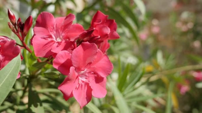花园中优雅的粉红色Nerium夹竹桃花特写4K 2160p 30fps超高清镜头-浅脱脂夹竹桃科山茱