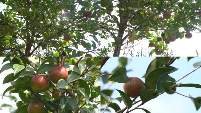 油茶果山茶果林