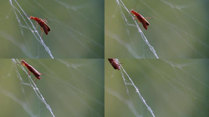 红色昆虫在蜘蛛线上行走