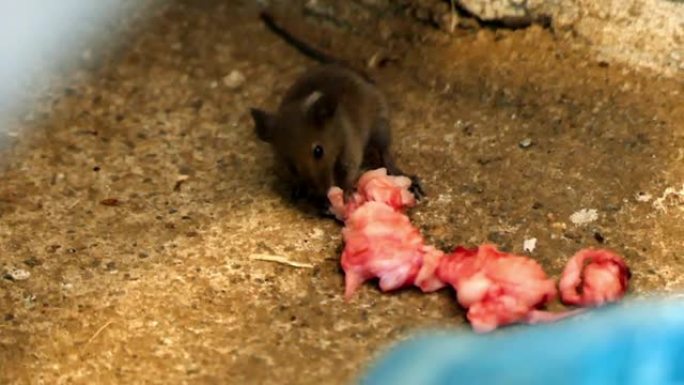 特写鼠标高清视频，一只老鼠吃了一块肉，非常接近的图像，小房子老鼠，