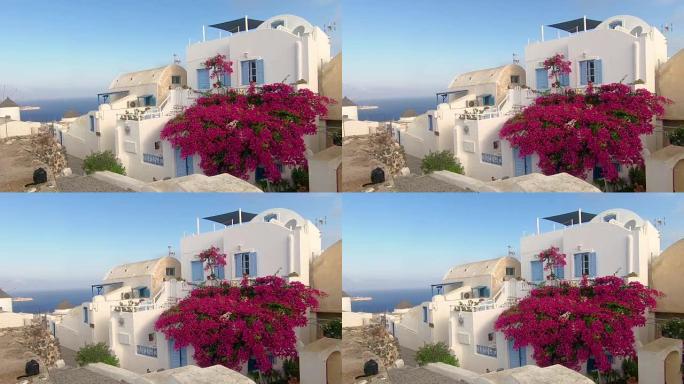 日落粉色九重葛花在家里，蓝色窗户俯瞰着Oia Santorini希腊