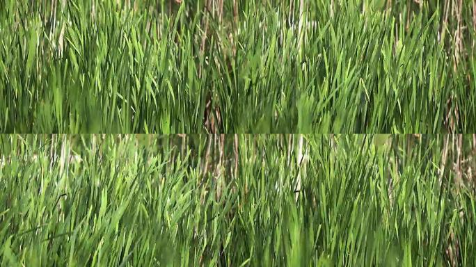 大的Reedmace或Bulrush，斑疹伤寒，风中的植物，诺曼底的池塘，慢动作
