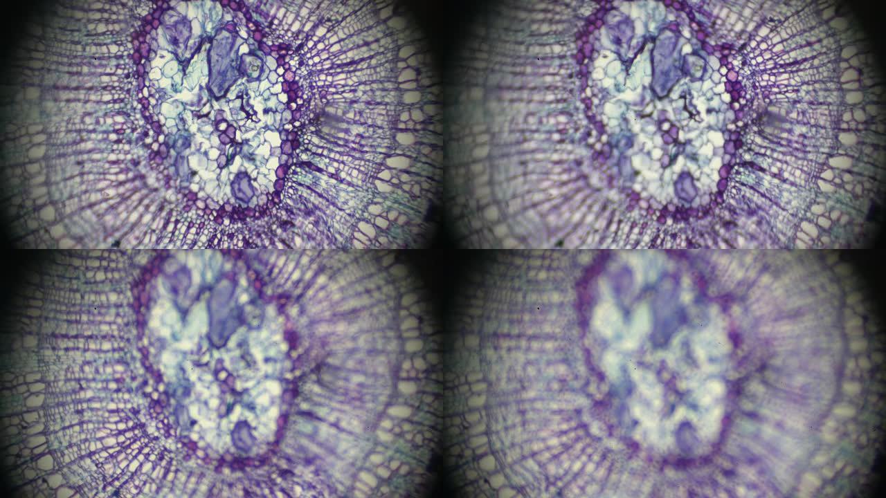 Tilia茎C.S.光学显微镜下