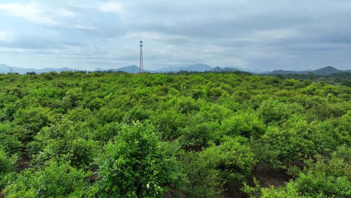 航拍江西贵溪农场 果树基地