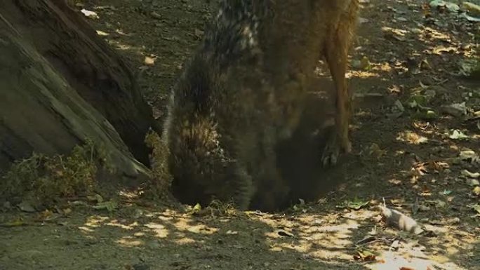两只狼在树根上挖，交配仪式