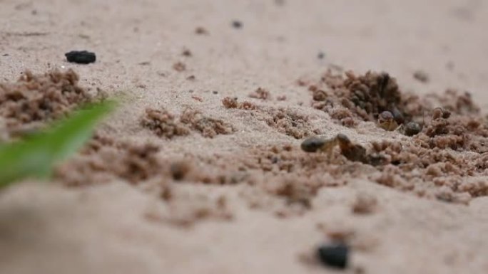 白蚁正在寻找食物。