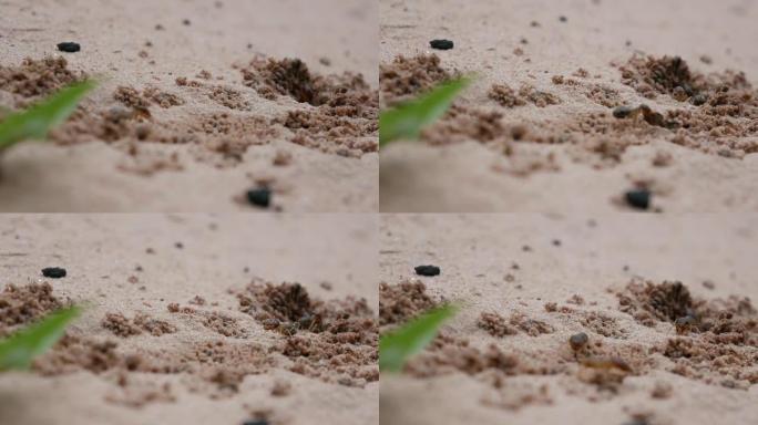 白蚁正在寻找食物。