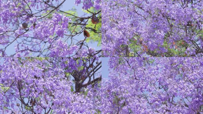 4K蓝花楹 西昌蓝花楹