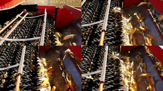 特写，在大红色联合收割机上从叶子和茎中过滤新鲜成熟玉米芯的过程。初秋。玉米收获。农业